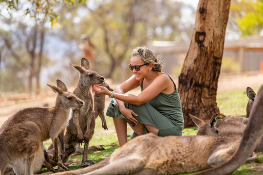 Down Under Wonders: Australia's Unique Wildlife Treasury