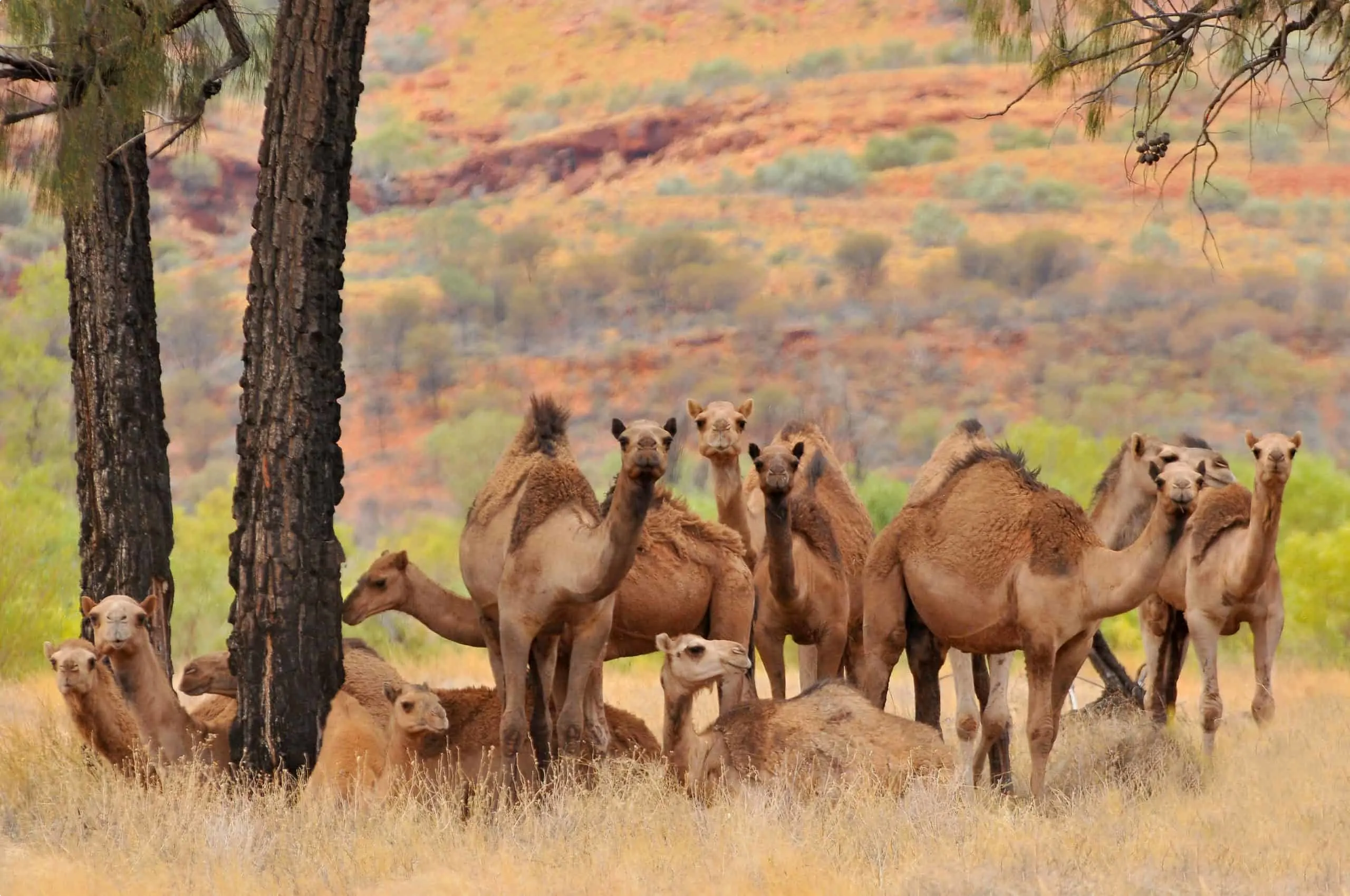 Outback Oasis: Australia's Wild Camel Country